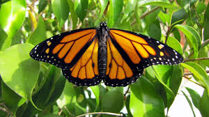 Monarch Butterflies in STEM